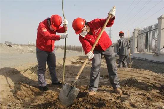 托克逊能化植树绿化现。ɡ钐煜 摄）